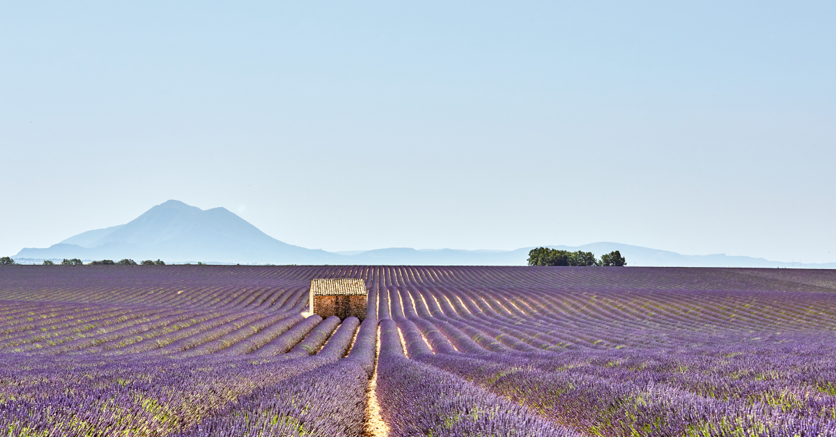 France lavender field