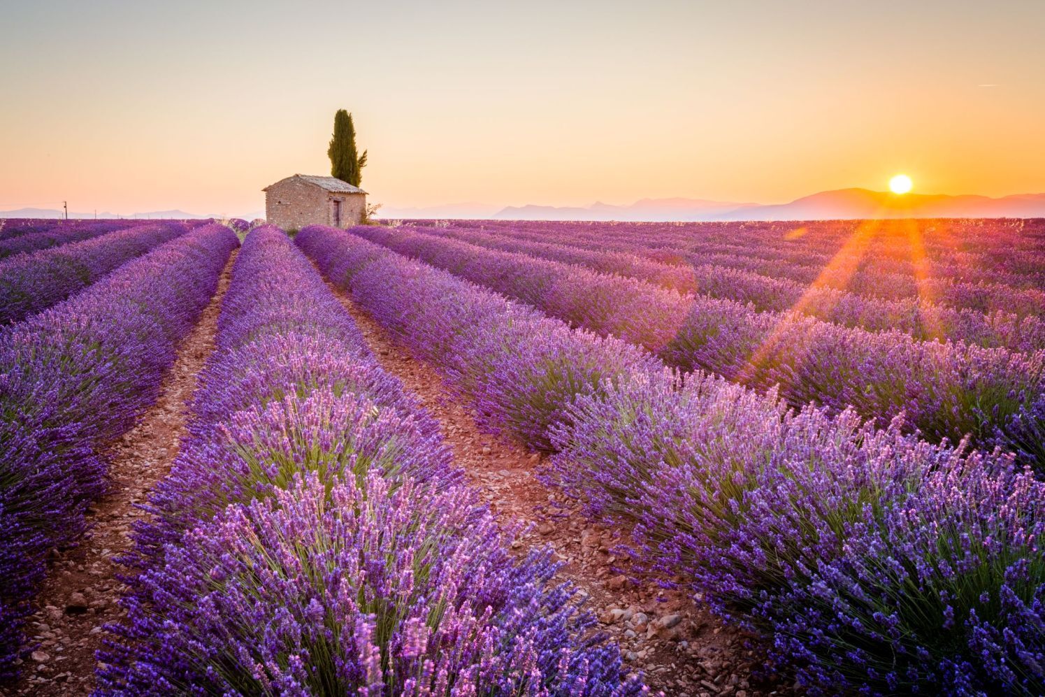 Champ de lavande en Provence au coucher du soleil